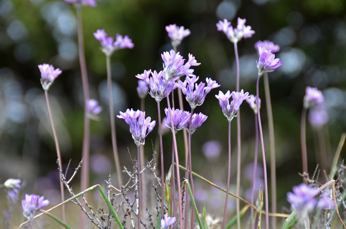 Bluedick, Blue Dicks or Covena blooms in early spring from February to May and grows at elevations from sea-level to 7,000. Flowers are often in dense clusters of 15 or more blooms. Dichelostemma capitatum 